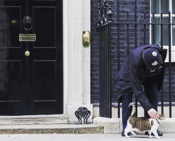 वह अक्सर रिपोर्टरों और गार्ड्स के पास घूमता हुआ दिखाई देता है. Instagram/larrythecatforpm