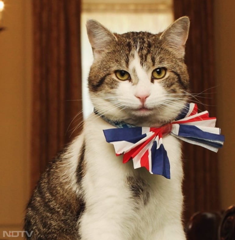 कई देशों के नेता भी लैरी की उपस्थिति को दिलचस्प मानते हैं. Instagram/larrythecatforpm