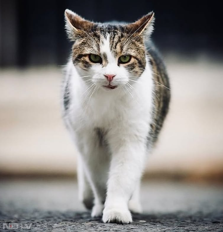 सोशल मीडिया पर लैरी के लिए कई फैन पेज भी मौजूद हैं. उसकी तस्वीरें और वीडियो अक्सर वायरल होती रहती हैं. Instagram/larrythecatforpm