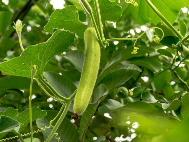 लौकी खाने के ये फायदे हैं लाजवाब