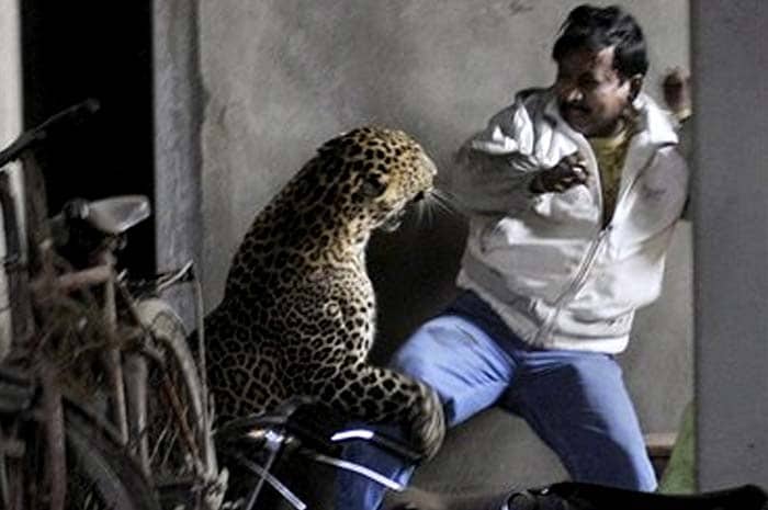 Leopard kills man, scalps another in Guwahati