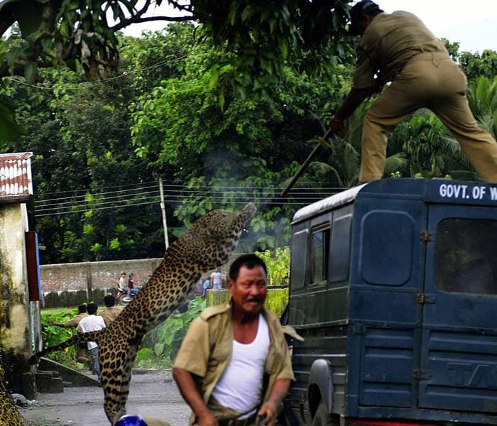Caught On Camera: leopard attacks forest guard