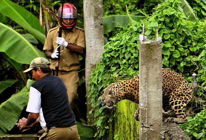 Caught On Camera: leopard attacks forest guard