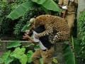 Photo : Caught On Camera: leopard attacks forest guard