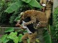 Caught On Camera: leopard attacks forest guard