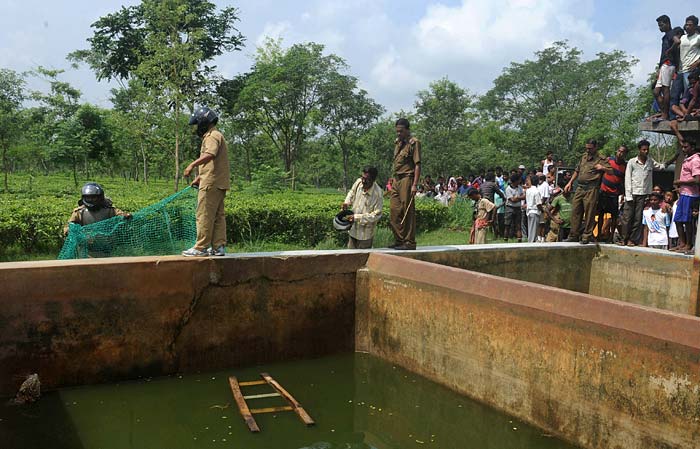 They rescued the leopard with the help of a ladder and a net. The rescue operation lasted 30 minutes. The leopard then ran back to the jungle.