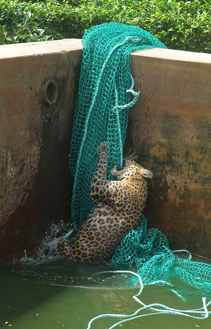 Labourers saw the leopard in the tank early on Wednesday morning when they came to work.