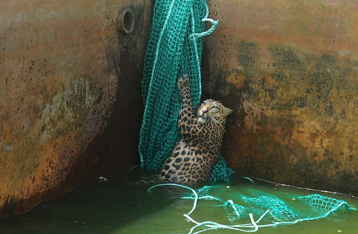 The leopard slipped and fell into an open water reservoir tank.