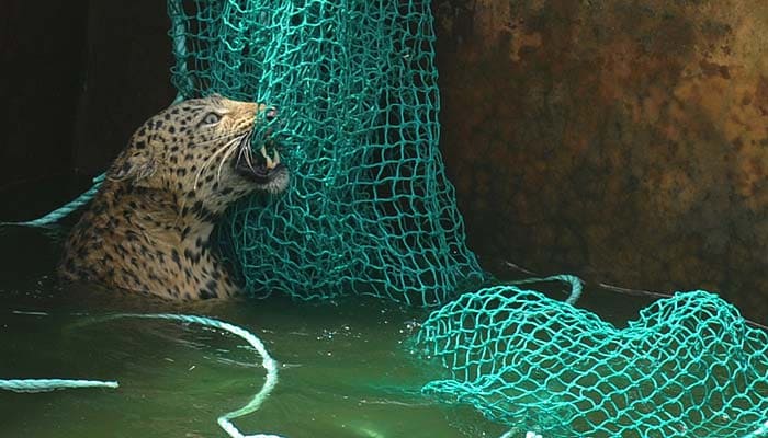 A male leopard from a nearby jungle at Mahananda Wildlife sanctuary entered Haskhowa tea estate, which is 45 kms from Siliguri in West Bengal in search of water.