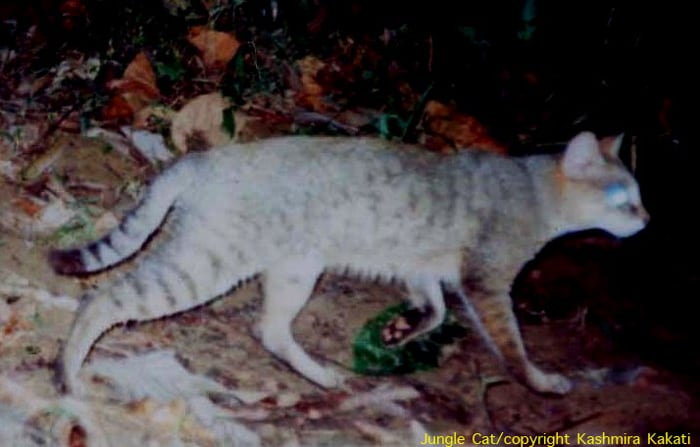 The threat to the small cats have greatly been ignored especially as compared to their bigger cousins, the tiger and the leopard. Here, we see a jungle cat in its habitat. (Photo Credit: Dr Kashmira Kakati)