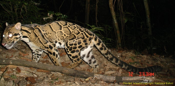 In Dehing Patkai, a little known rainforest in Upper Assam, a biologist has documented seven species of wild cats which is the highest number photo-documented anywhere in the world. (Photo Credit: Dr Kashmira Kakati)