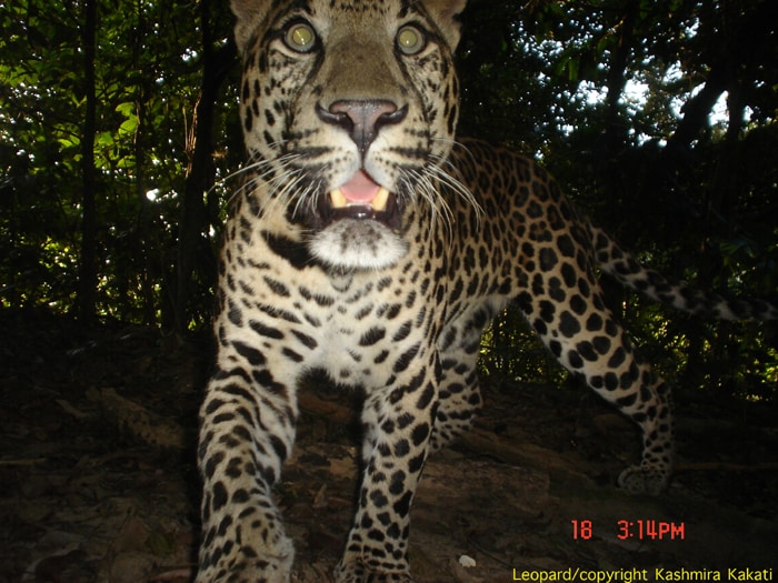 Here is a leopard after a hunt caught on remote cameras with sensors. (Photo Credit: Dr Kashmira Kakati)