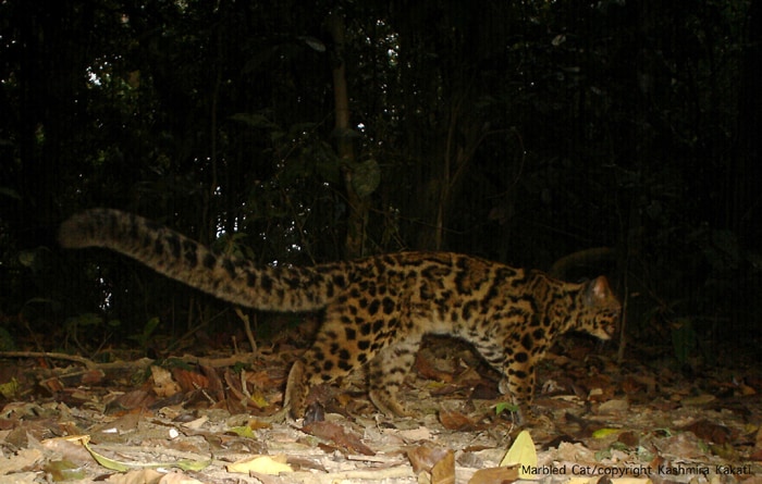 An elusive clouded leopard is seen here. All these cats are endangered but to find them in one place is in itself unique. (Photo Credit: Dr Kashmira Kakati)