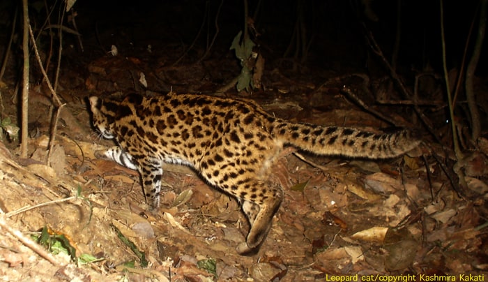 This reserve is also home to a whole lot of other animal species and has a very good prey base. However, forest dwellings and illegal encroachment are threatening the cats. (Photo Credit: Dr Kashmira Kakati)
