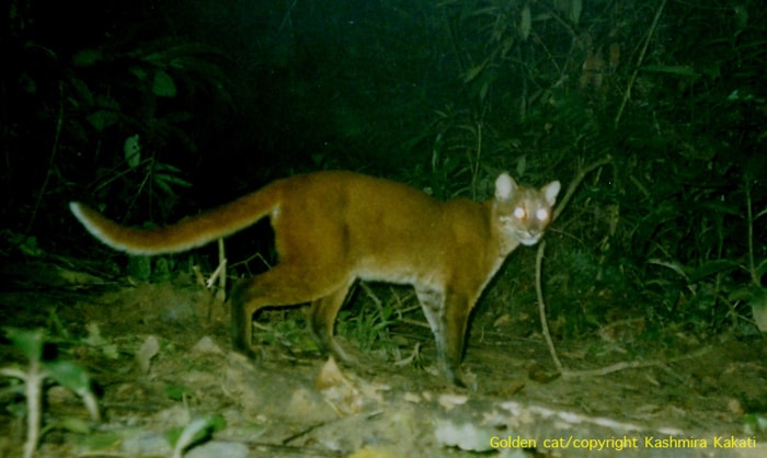 A marbled cat on prowl, this is a species rarely photographed in the wild. Its habitat extends from the North East India to Borneo and Sumatra in South-East Asia. (Photo Credit: Dr Kashmira Kakati)
