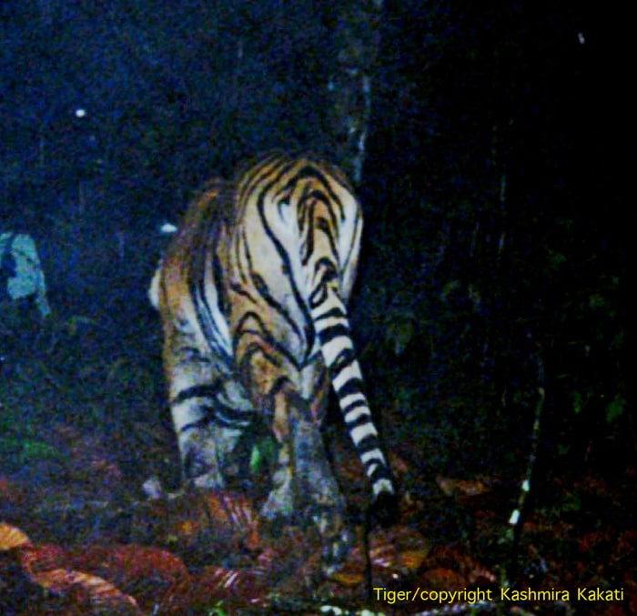 The tiger maybe facing its toughest battle of survival but there is some good news as the world's highest number of wild cat species were recorded in the Eastern Himalayan rain-forest. (Photo Credit: Dr Kashmira Kakati)