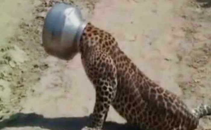5 Pics: Leopard Gets Head Stuck in a Pot