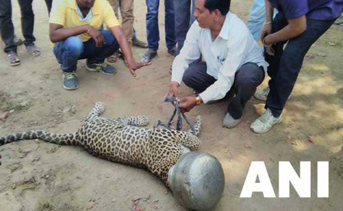 The unfortunate creature was finally rescued by forest officials who tranquillized it and then managed to take the pot off his head.