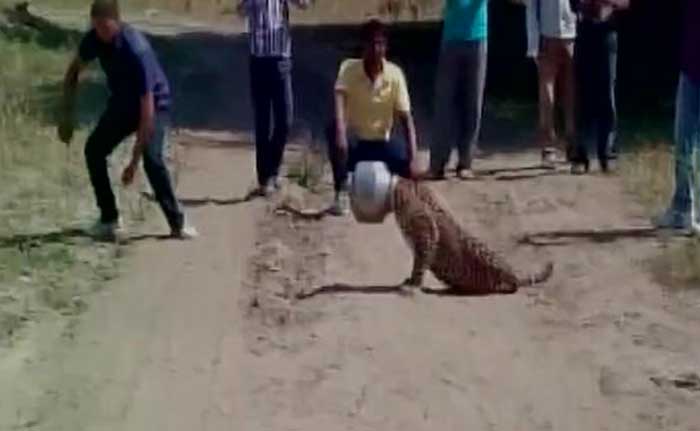 Apparently out looking for a drink of water, a leopard in Rajsamand district's Sadulkhera village got his head stuck in a utensil.