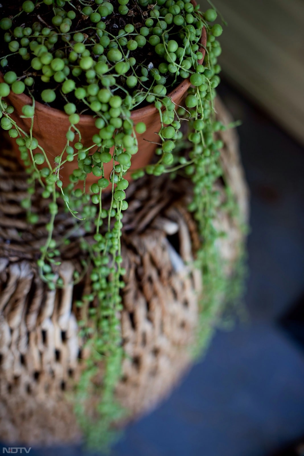 3. स्ट्रिंग ऑफ पर्ल्स - छोटे-छोटे मोतियों जैसे इस पौधे के पत्ते बहुत बढ़िया लगते हैं. इसे ऐसी जगह रखें जहां हल्की धूप आती रहे.