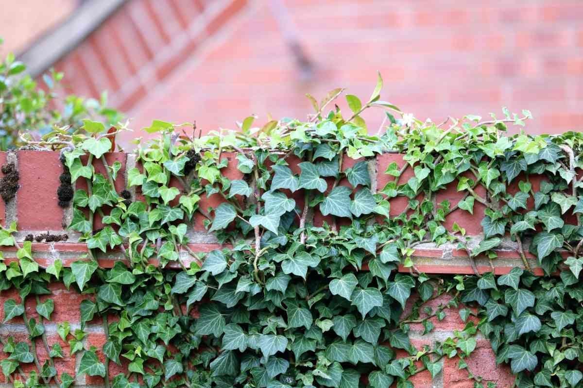 6. इंग्लिश आइवी - इंग्लिश आइवी बहुत तेजी से बढ़ता है और हैंगिंग गमलों में एक शानदार ट्रेलिंग इफेक्ट देता है.