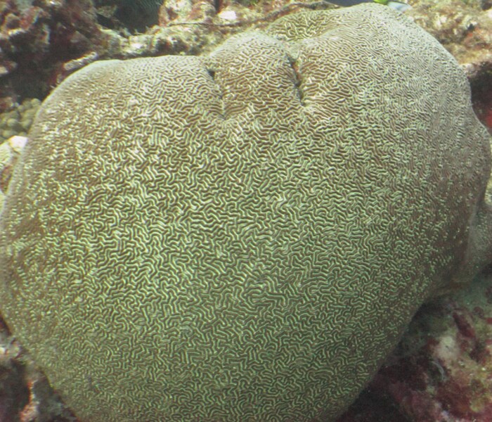 Platygyra coral.