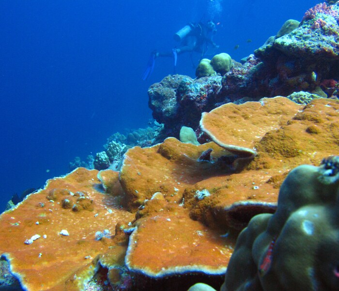 Coral landscape with Montipora sps.