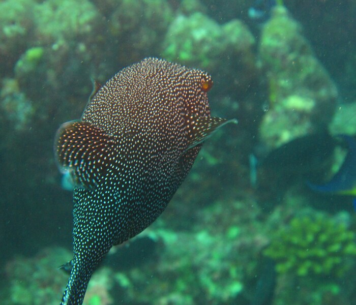 Guineafowl puffer, Arothron, stellatus.