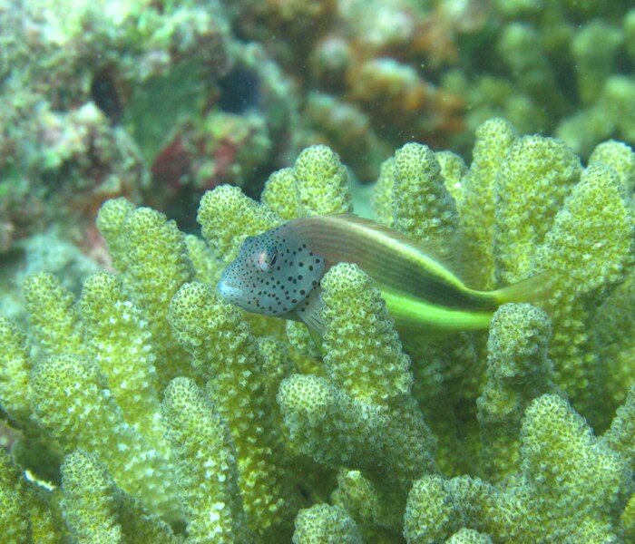 Freckled hawkfish perched on a Pocillopora verrucosa coral.