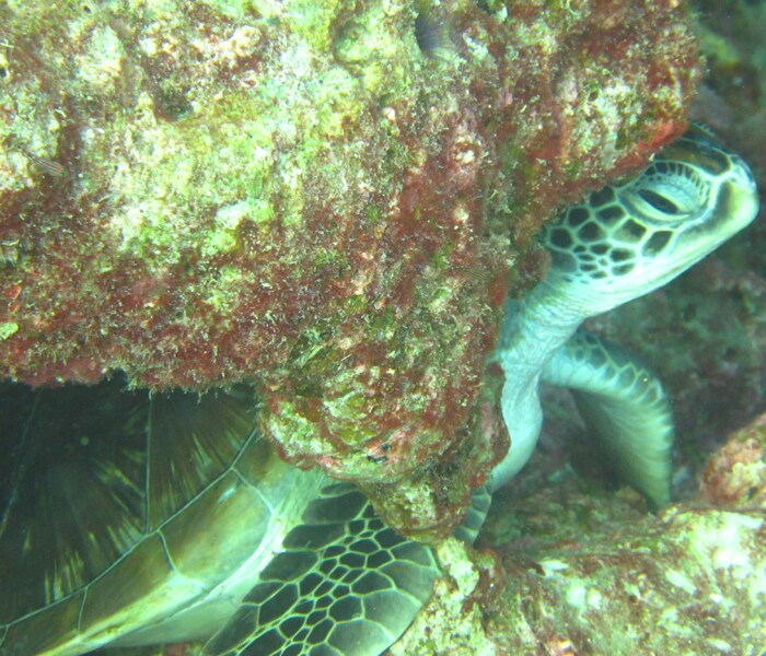 Green turtle, Chelonia mydas.