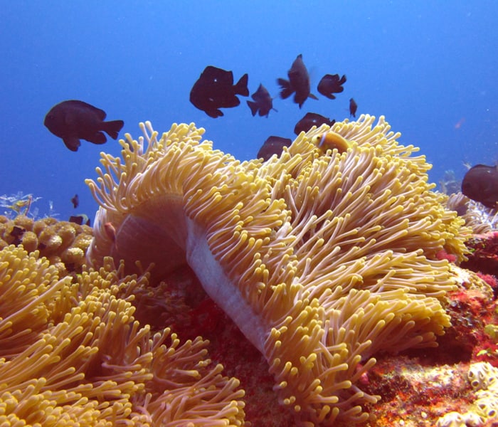 Anemone with clown fish and three-spot dascyllus.