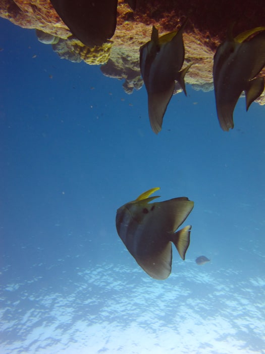 Orbicular batfish, Platax orbicularis.