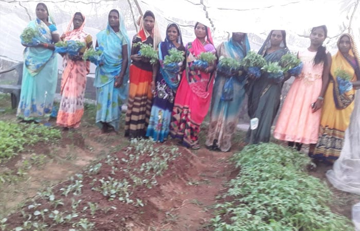 Foolmati A Farmer Who Brought A Sustainable Front To The Face Of Agriculture In Her State