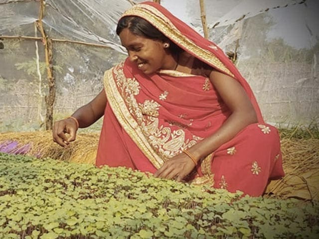 Foolmati, A Farmer Who Brought A Sustainable Front To The Face Of Agriculture In Her State