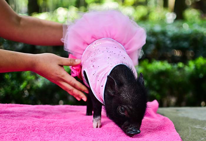 Mini Pigs are Mexico\'s New Favourite Pets