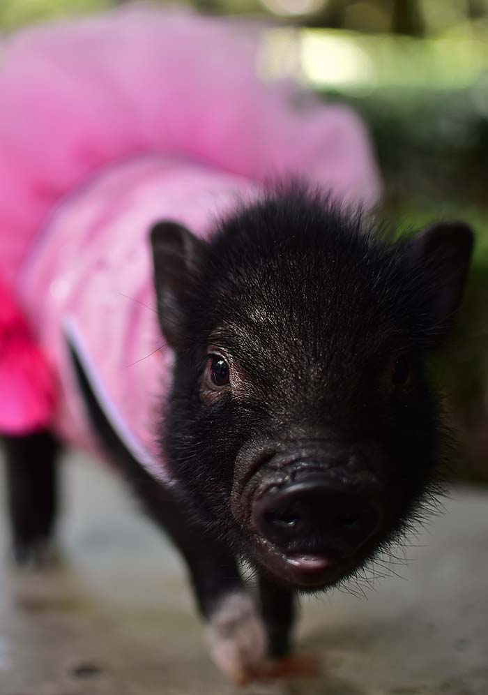 Mini Pigs are Mexico's New Favourite Pets