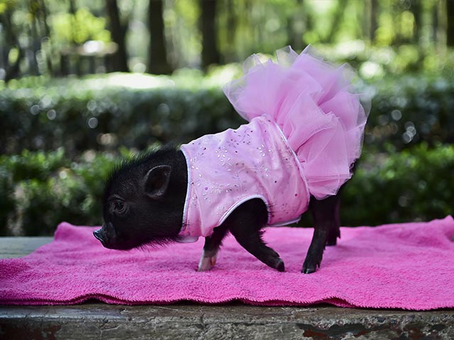 Photo : Mini Pigs are Mexico's New Favourite Pets