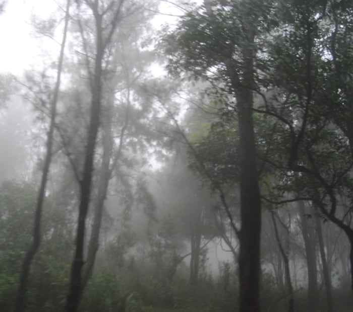 <b>Mist-erious: </b>A view of the forests covered with mist. (Image: Ketki Angre)