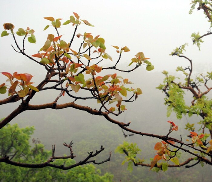 <b>All the Shades: </b>A tree branch with many shades in its leaves. (Image: Ketki Angre)