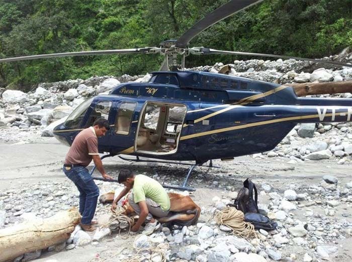 Uttarakhand: Mule rescued after 27 days in a daring operation
