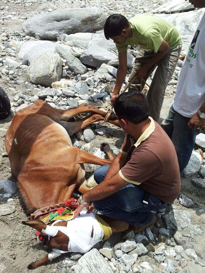 Uttarakhand: Mule rescued after 27 days in a daring operation