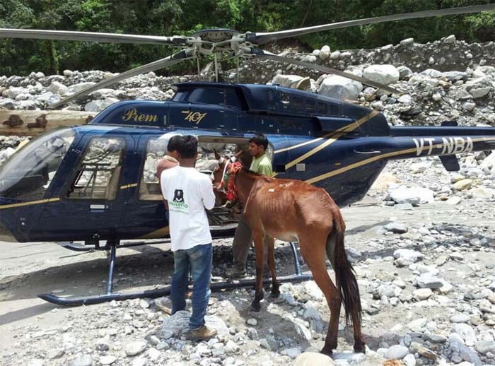 Vets accompanying the rescue team sedated the mule, tied its legs and then blindfolded it. Captain Bhupinder pushed back all the seats. The animal was then carried inside the aircraft.