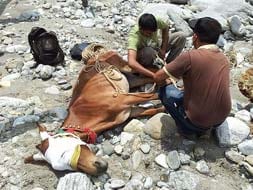 Photo : Uttarakhand: Mule rescued after 27 days in a daring operation