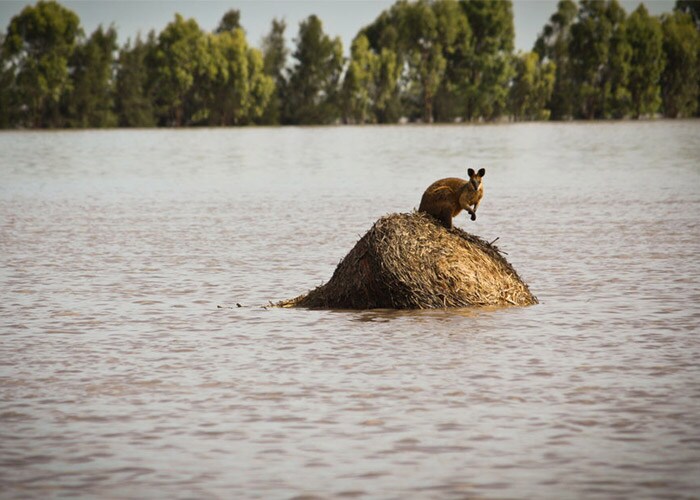 <b>In the middle of nowhere:</b> A wallaby stands on a large round hay bail trapped by rising flood waters outside the town of Dalby in Queensland, Australia Thursday, Dec. 30, 2010. Days of torrential downpours have left parts of central and southern Queensland state inundated, flooding thousands of homes and businesses, cutting off roads and forcing the entire populations of two towns to evacuate. (AP Photo)