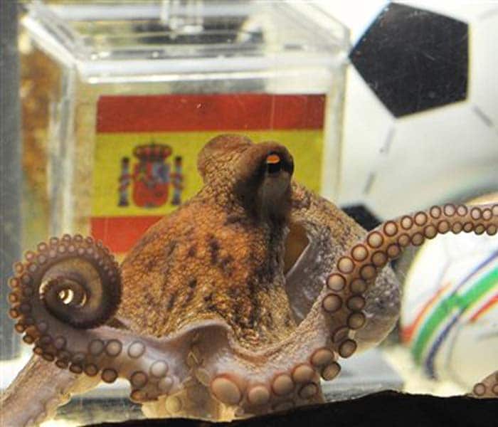 Octopus Paul passes away