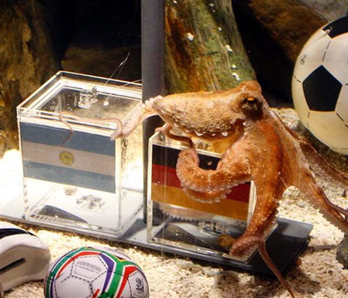 Octopus Paul passes away