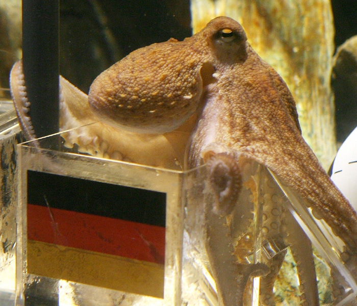 Octopus Paul passes away
