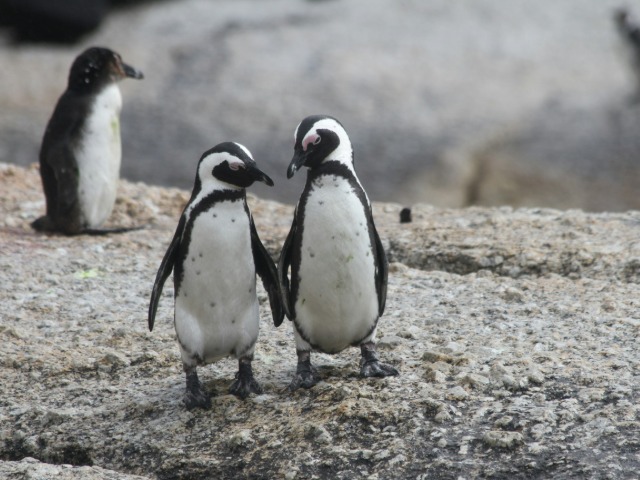 प्यार का अनोखा इज़हार! चोंच से पत्थर देकर करता है प्रपोज़