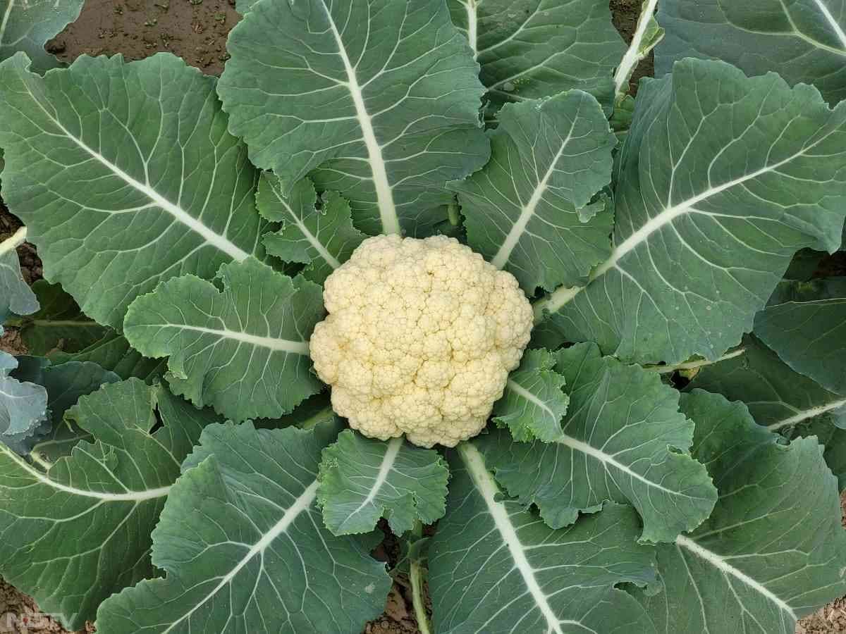 विटामिन सी शरीर में इम्यूनिटी बढ़ाने का काम करता है, जिससे सर्दियों में वायरल और खांसी-जुकाम से बचने में मदद मिलती है.