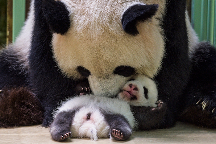 Female panda Huan-Huan cuddles her cub Fleur de Coton after breastfeeding her in their box at The Beauval Zoo in Saint-Aignan-sur-Cher, central France.